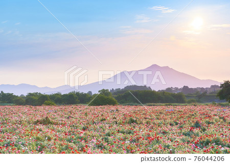 筑波山、罌粟田和太陽的清晨景色 76044206