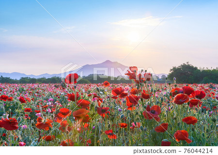Early morning view of Mt. Tsukuba, poppy fields and the sun Early morning view of Mt. Tsukuba, poppy fields and the sun 76044214