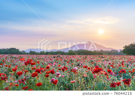 清晨的筑波山美景、罌粟花田和太陽 76044218