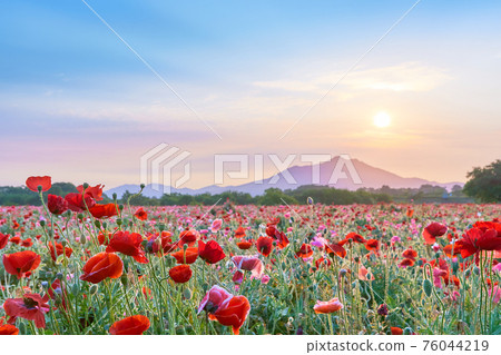 Early morning view of Mt. Tsukuba, poppy fields and the sun Early morning view of Mt. Tsukuba, poppy fields and the sun 76044219