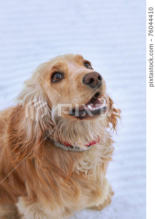 English cocker spaniel sitting on white snow 76044410