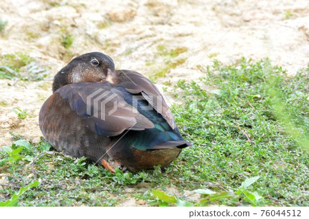 Crowing bird (Geese, duck, goose) in Taiwan. Crowing bird (Geese, duck, goose) in Taiwan. 76044512