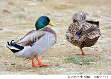 台灣的啼鳥(鵝、鴨、鵝)。 台灣的啼鳥(鵝、鴨、鵝)。 76044513