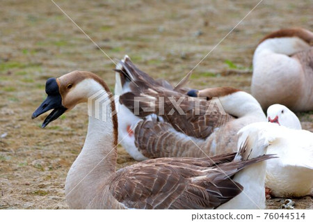 台灣的啼鳥（鵝、鴨、鵝）。 76044514