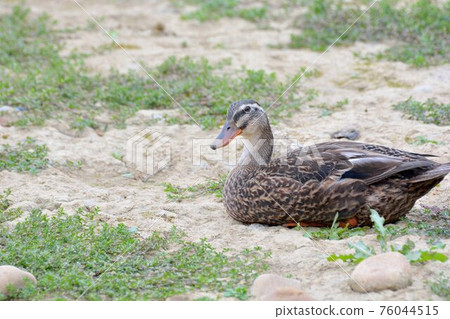 台灣的啼鳥(鵝、鴨、鵝)。 台灣的啼鳥(鵝、鴨、鵝)。 76044515