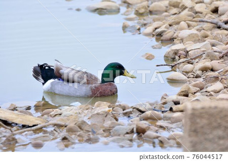 台灣的啼鳥（鵝、鴨、鵝）。 76044517