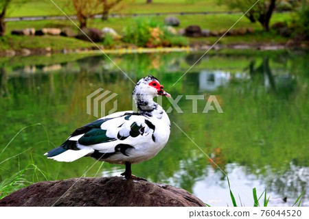 台灣的啼鳥(鵝、鴨、鵝)。 台灣的啼鳥(鵝、鴨、鵝)。 76044520