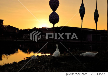 Crowing bird (Geese, duck, goose) in Taiwan. 76044544