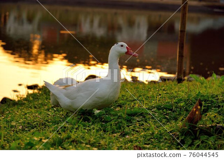 Crowing bird (Geese, duck, goose) in Taiwan. 76044545
