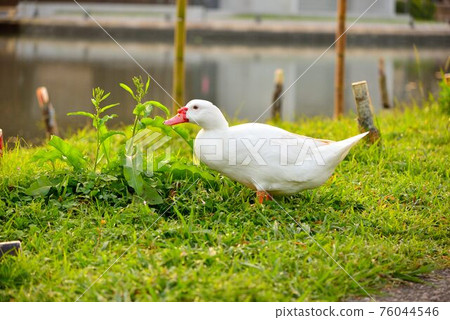 台灣的啼鳥(鵝、鴨、鵝)。 台灣的啼鳥(鵝、鴨、鵝)。 76044546