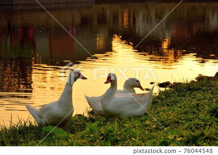 台灣的啼鳥(鵝、鴨、鵝)。 台灣的啼鳥(鵝、鴨、鵝)。 76044548