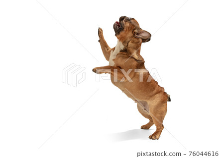 Young brown French Bulldog playing isolated on white studio background 76044616