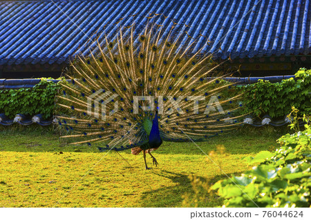 The majesty of a peacock spreading its wings like a fan The majesty of a peacock spreading its wings like a fan 76044624