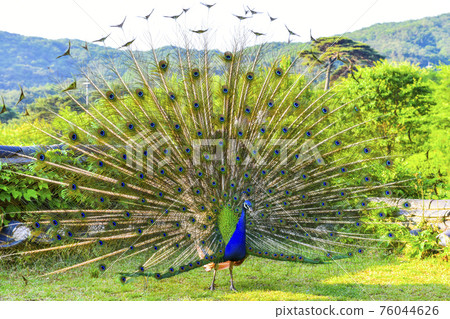 The majesty of a peacock spreading its wings like a fan The majesty of a peacock spreading its wings like a fan 76044626