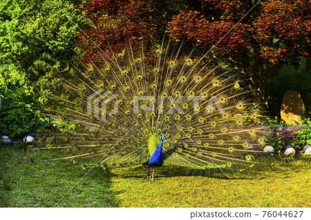 The majesty of the peacock with its beautiful flapping wings The majesty of the peacock with its beautiful flapping wings 76044627