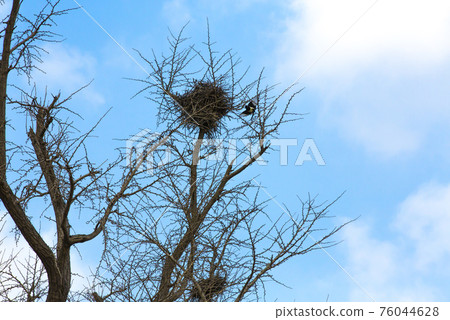 A magpie nests on a zelkova tree branch 76044628