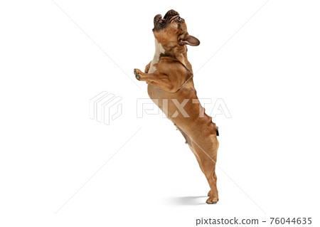 Young brown French Bulldog playing isolated on white studio background 76044635