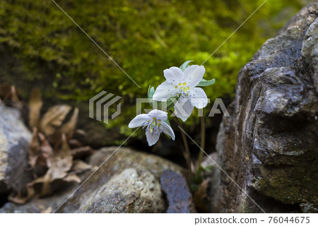 邊山風花,在山谷岩石縫隙中綻放的春天花朵 邊山風花,在山谷岩石縫隙中綻放的春天花朵 76044675