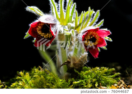 Grandmother's flower at Jangheung Hanjae Park 76044687