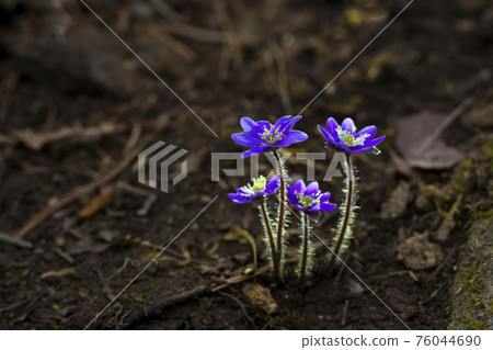 Bluebell flowers seen in a mountain valley Bluebell flowers seen in a mountain valley 76044690