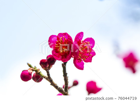 周伊禪師的紅梅花 周伊禪師的紅梅花 76044719