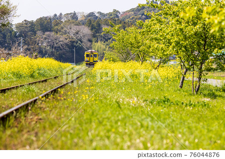 A yellow local train that runs on the railroad tracks between rape blossoms in spring 76044876