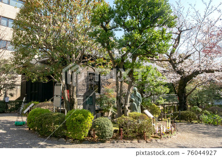 盛開的野木神社和野木公園櫻花野木公園 76044927