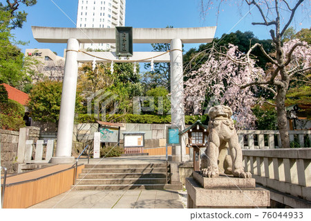 盛開的野木神社和野木公園櫻花野木公園 76044933
