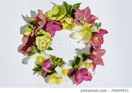 聖誕玫瑰花環 聖誕玫瑰花環 76044951