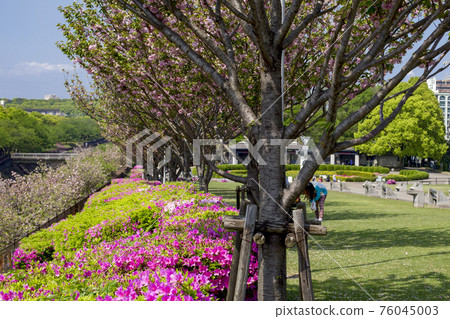 公園裡的杜鵑花和牡丹櫻花 76045003