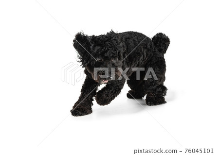 Young black Labradoodle playing isolated on white studio background Young black Labradoodle playing isolated on white studio background 76045101