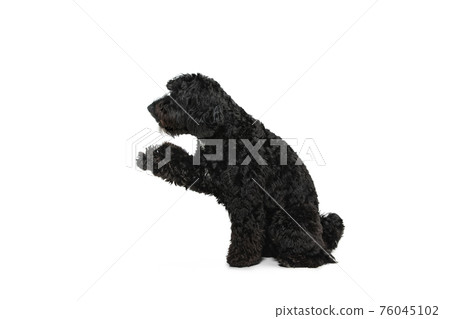 Young black Labradoodle playing isolated on white studio background 76045102