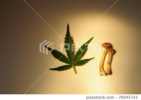 Dried Psilocybe Cubensis Psilocybin Mushrooms and cannabis leaf on golden background, flat lay. 76045143