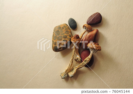 Dried Psilocybe Cubensis Psilocybin Mushrooms and sea stones 76045144