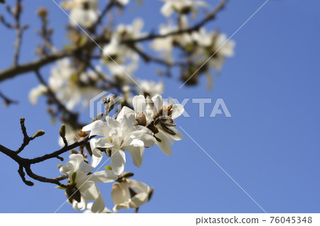 Kobus magnolia 76045348