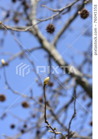 American sweetgum American sweetgum 76045358
