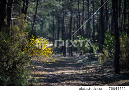 Yellow broom flowers in a pine forest, Forest massif at Carcans Plage, pine forest near Lacanau, on 76045531