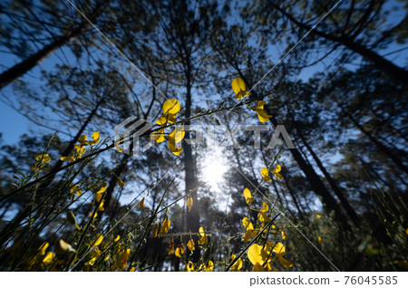Yellow broom flowers in a pine forest, Forest massif at Carcans Plage, pine forest near Lacanau, on Yellow broom flowers in a pine forest, Forest massif at Carcans Plage, pine forest near Lacanau, on 76045585
