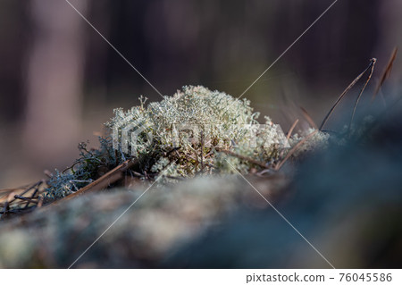 Moss, lichens in a pine forest, Forest massif at Carcans Plage, pine forest near Lacanau, on the 76045586