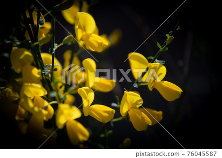 Yellow broom flowers in a pine forest, Forest massif at Carcans Plage, pine forest near Lacanau, on Yellow broom flowers in a pine forest, Forest massif at Carcans Plage, pine forest near Lacanau, on 76045587
