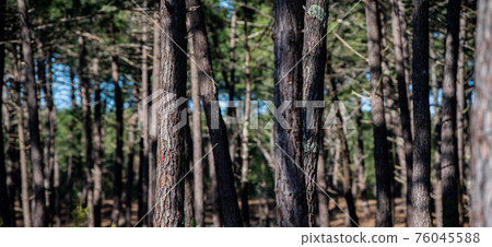 Forest massif at Carcans Plage, pine forest near Lacanau, on the French Atlantic coast 76045588