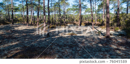 Forest massif at Carcans Plage, pine forest near Lacanau, on the French Atlantic coast Forest massif at Carcans Plage, pine forest near Lacanau, on the French Atlantic coast 76045589