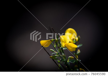 Yellow broom flowers in a pine forest, Forest massif at Carcans Plage, pine forest near Lacanau, on Yellow broom flowers in a pine forest, Forest massif at Carcans Plage, pine forest near Lacanau, on 76045590