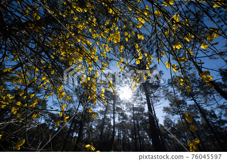 Yellow broom flowers in a pine forest, Forest massif at Carcans Plage, pine forest near Lacanau, on Yellow broom flowers in a pine forest, Forest massif at Carcans Plage, pine forest near Lacanau, on 76045597
