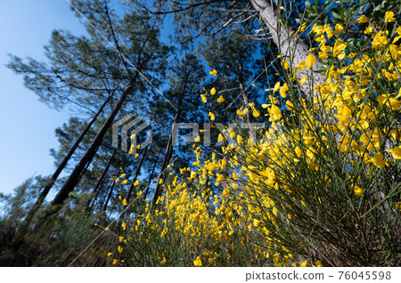 Yellow broom flowers in a pine forest, Forest massif at Carcans Plage, pine forest near Lacanau, on Yellow broom flowers in a pine forest, Forest massif at Carcans Plage, pine forest near Lacanau, on 76045598