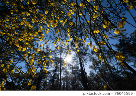 Yellow broom flowers in a pine forest, Forest massif at Carcans Plage, pine forest near Lacanau, on 76045599