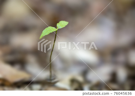 Forest sprouts 76045636