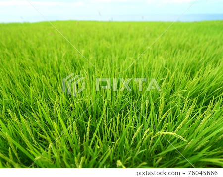 能登半島千枚田（晴天） 76045666