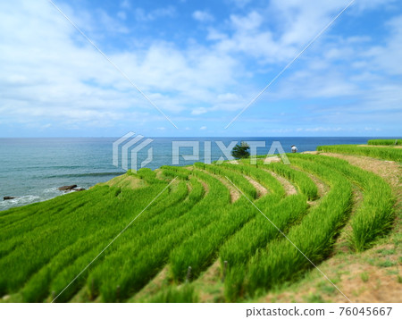 能登半島千枚田（晴天） 76045667