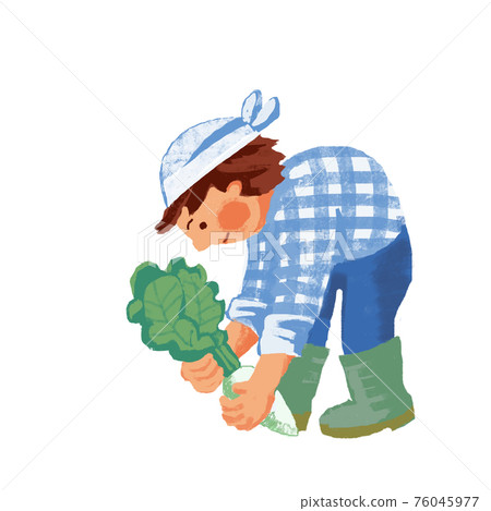 一個人在收割蘿蔔 76045977